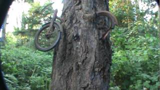 bike in tree vashon Island [upl. by Aloivaf]