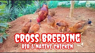 Cross Breeding Result RIR amp Native Chicken freerangechicken nativechicken crossbreeding rir [upl. by Buell]