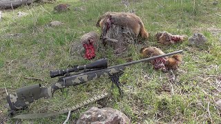 7mm Remington Magnum 100 grain Sierra Varminters vs Rock Chucks  Rock Chuck Hunting [upl. by Somerset]