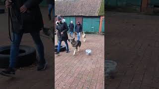 Hundeschule Wolf und Co am 12November 2024 [upl. by Marge14]