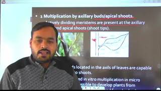 BIOCH 311 Lecture No 8 Micropropagation methods Organogenesis and Embryogenesis [upl. by Michon]