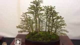 Wisley bonsai show with Sutton bonsai society [upl. by Ecnatsnoc]