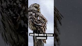 Owls are Awesome Here are 5 facts about Owls owls birdfacts animalfacts [upl. by Eilyr800]