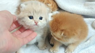 Very cute little kitten British Shorthair [upl. by Sivrup]