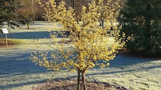 Cornus officinalis Japanese Cornelian Cherry [upl. by Nomihs]