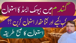 How to use Humic Acid In Wheat 🌾 CropGhulam Shabeer Velogs [upl. by Eudosia]