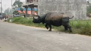 rhino attack😭😱🇳🇵 [upl. by Hannasus]