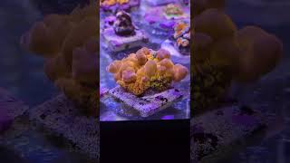 Reef Aquarium Blastomussa Wellsi [upl. by Hammerskjold]