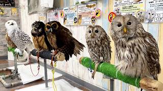 Japans Special Owl Cafe  Owl park Tokyo🦉 [upl. by Odlo]