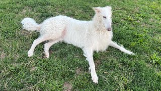 Lily the Borzoi  Discussion About the Quality of Today’s… [upl. by Hildegaard942]