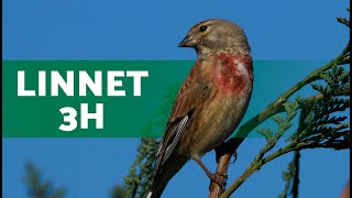 Song of the LINNET  Linnet Singing 3 HOURS [upl. by Anelhtac]