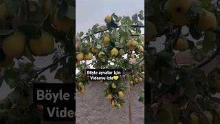 Ayva ağacı bakımı nasıl olur garden fruit gardening tarla tarım [upl. by Phare]