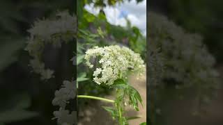 Sambucus nigra El saúco negro en flor flowers floral nature belleza flora amazing antioquia [upl. by Alyose]