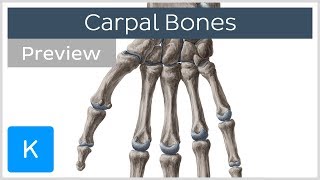 Carpal Wrist bones preview  Human Anatomy  Kenhub [upl. by Maxama]