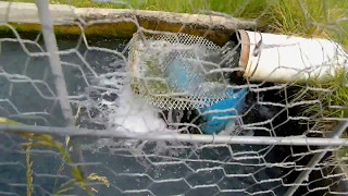 Visit the Trout Hatchery In Glenwood New Mexico PRETTY COOL [upl. by Kifar316]