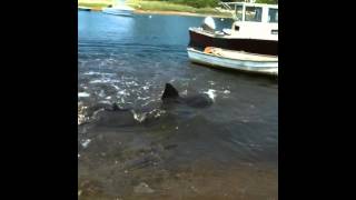 14 foot shark in Pocasset River on 1st day of summer62012 [upl. by Acimehs]