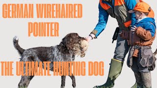 German Wirehaired Pointer The Ultimate Hunting Machine What’s Up Dog Episode 2 [upl. by Llerrod]