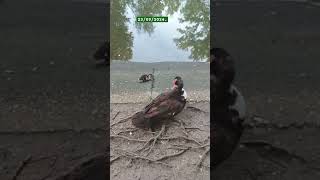 Patito moscovita picotea en una hendidura Lleva adherida una hoja [upl. by Slavic]