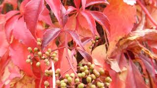 Virginia creeper  Parthenocissus quinquefolia  Ráðhúsvín  Villivínviður  Klifurplanta [upl. by Idrahs]