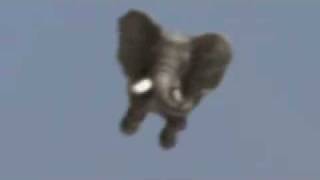 gajah terbang Flying elephant [upl. by Los]