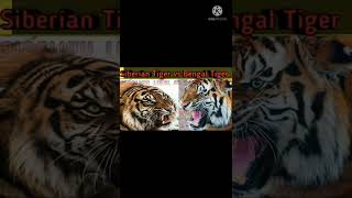 Siberian Tiger vs Bengal Tiger  AnimalFacts972  Tiger vs Tiger AnimalEarth [upl. by Noram]