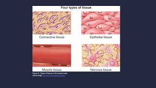 Chapter 5 Cells Tissues Intercellular Junctions [upl. by Atterol]