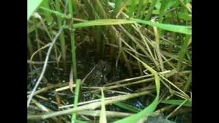 Eastern Gray Tree Frog Vocalizing [upl. by Cioffred]