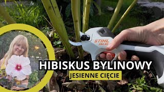 Hibiskus bylinowy hibiskus bagienny  jesienne cięcie ze Stihl [upl. by Enirac353]