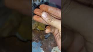 ثلاثة أنواع من التبر الغني بالذهب gold gemstone الارق الخيارات اكسبلور stone التجاره [upl. by Oreves]