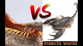 insects woldcentipede vs scorpion battle between arthropods who will winIts brutal fight [upl. by Bremser]