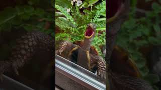 turtlelover aquarium turtoise turtle fish turtlelove animals redearsliderturtle petsvlog [upl. by Elyagiba]