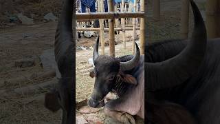 গরু guru cow goru amba hamba cow videos gorur video guru guru goro guru tiktok গরুর goluviral [upl. by Bettencourt]