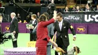 Best in Show  2013 Westminster Dog Show  Banana Joe Affenpinscher  Meniscus Magazine [upl. by Ailecec940]