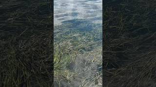 Floating eelgrass is everywhere Love it or Hate it fishing lakeguntersville bass bassfishing [upl. by Sigismund]