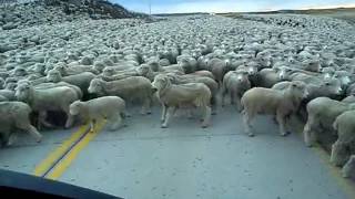 Flock of Sheep Blocks the Road [upl. by Tuorah]