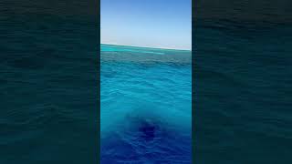 Sailing over the beautiful reefs of the Ras Mohammed National Park egypt sharmelsheikh reefs [upl. by Hannover]