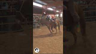 IMPERIO PUREPECHA VS TERRONCITO DE CHERAN bullriding bull jaripeo toros cowboys jinete [upl. by Ringler812]