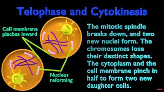 The Stages of Mitosis [upl. by Nylesor]