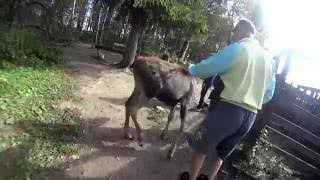 Moose calf is welcoming tourists at Sumarokovo Moose Farm [upl. by Caldwell]