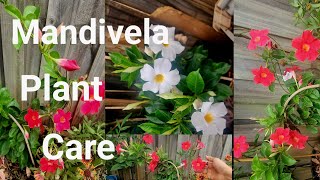 How to care Mandevilla flower plantampBest flowering vine for your garden⚘️Any place [upl. by Ayik301]