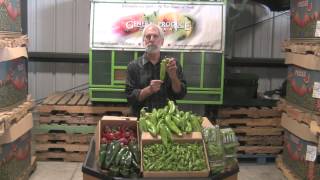 The Produce Beat  Hatch Chilis and Shishito Peppers [upl. by Flossy]