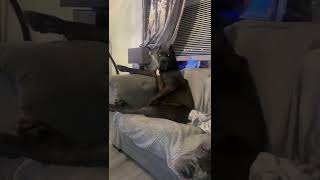 Cane Corso reacts to person making a fart noise [upl. by Avictor]