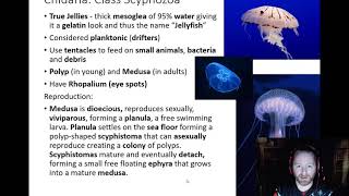 Cnidaria  Class Staurozoa and Scyphozoa [upl. by Essined]