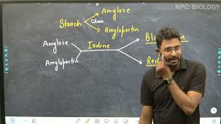 L14  Polysaccharides  Carbohydrate  Biomolecules  Class 11th  NEET [upl. by Espy]