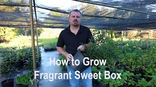 How to grow Fragrant Sweet Box Sarcococca ruscifolia with detailed description [upl. by Nelan346]