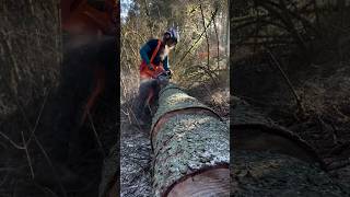 North American loggers Loggers daily life I am a professional tree cutter Logging Chainsaw [upl. by Lose]