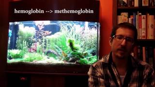 Chlorine and Chloramine in Your Aquarium Toxicity pt2 [upl. by Amadas]