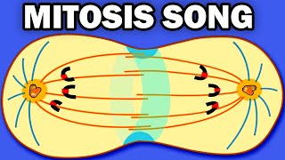 THE MITOSIS SONG [upl. by Bigler]