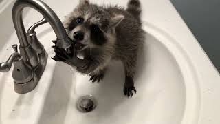 CuteFunny Raccoon Videos [upl. by Alhak]