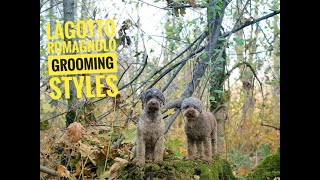 Lagotto Romagnolo grooming styles [upl. by Scoville]